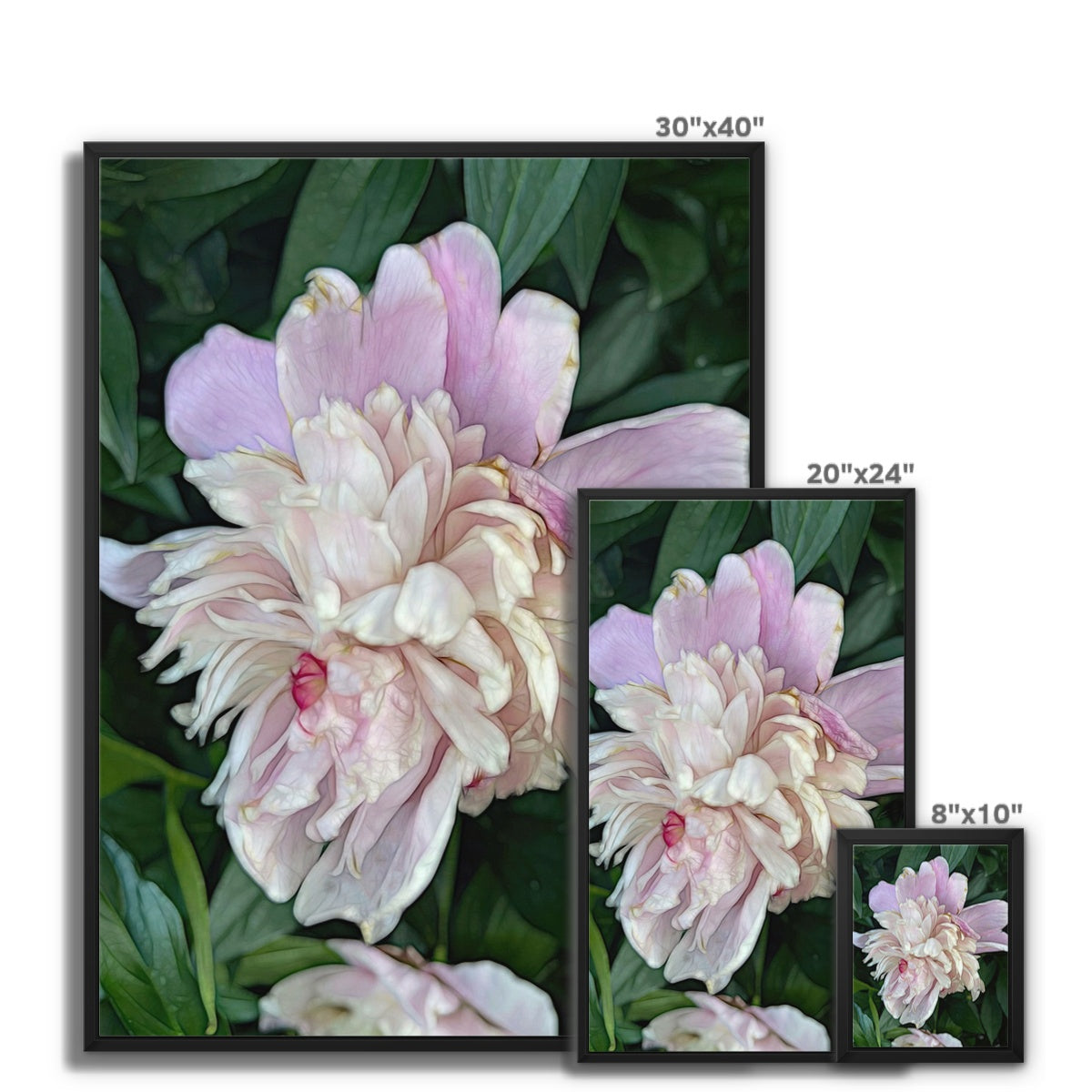 June Peony Framed Canvas