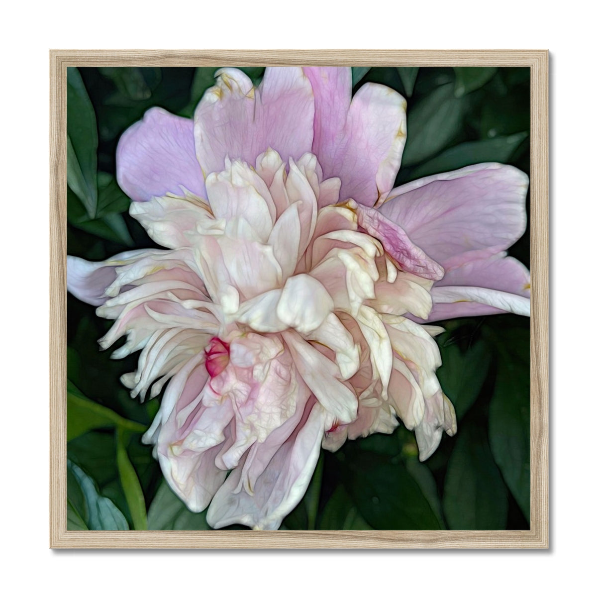 June Peony Framed Print