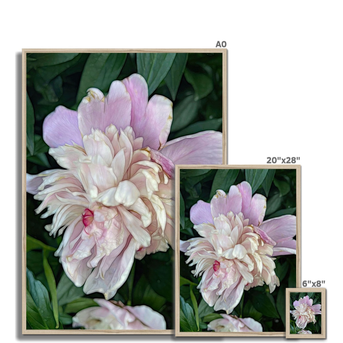 June Peony Framed Print