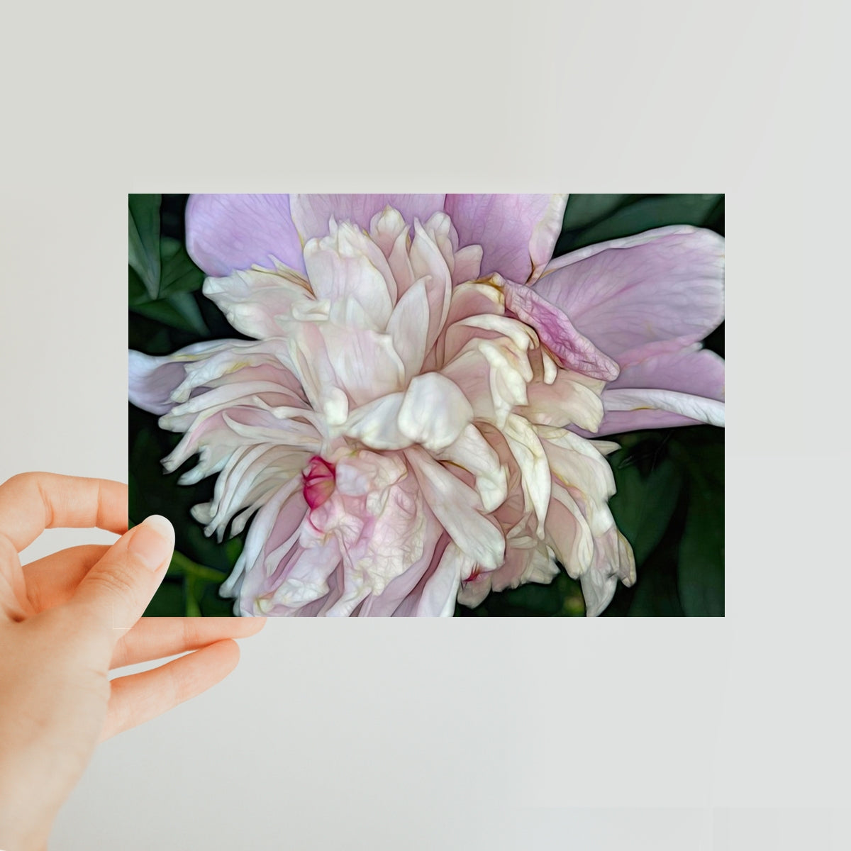 June Peony Classic Postcard