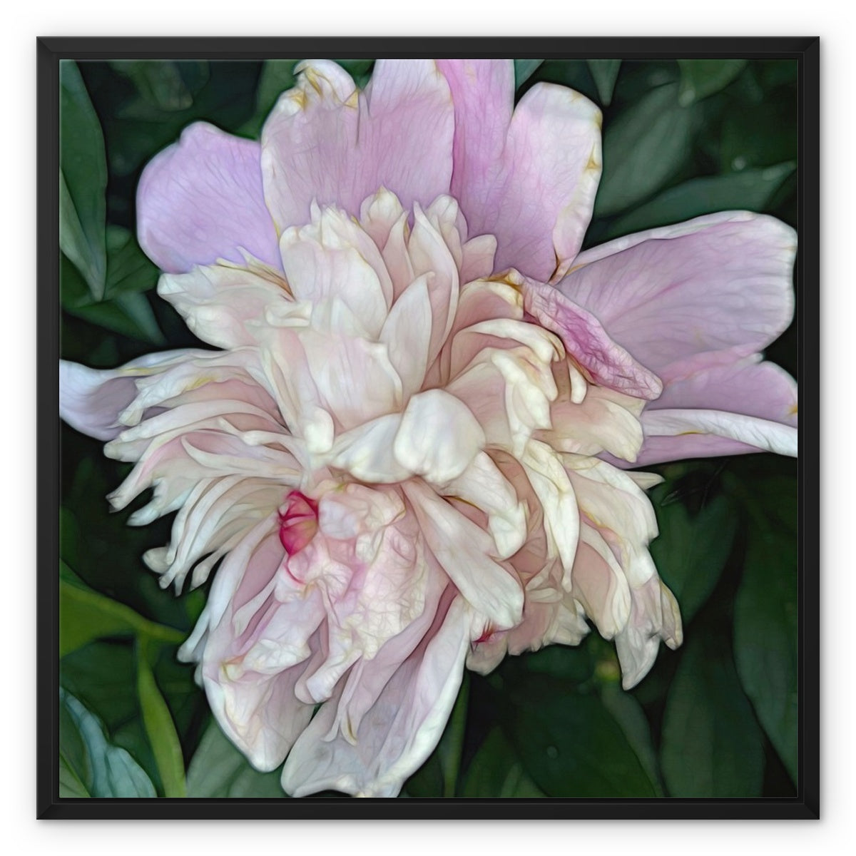 June Peony Framed Canvas