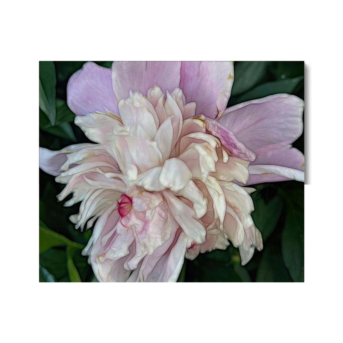 June Peony Canvas