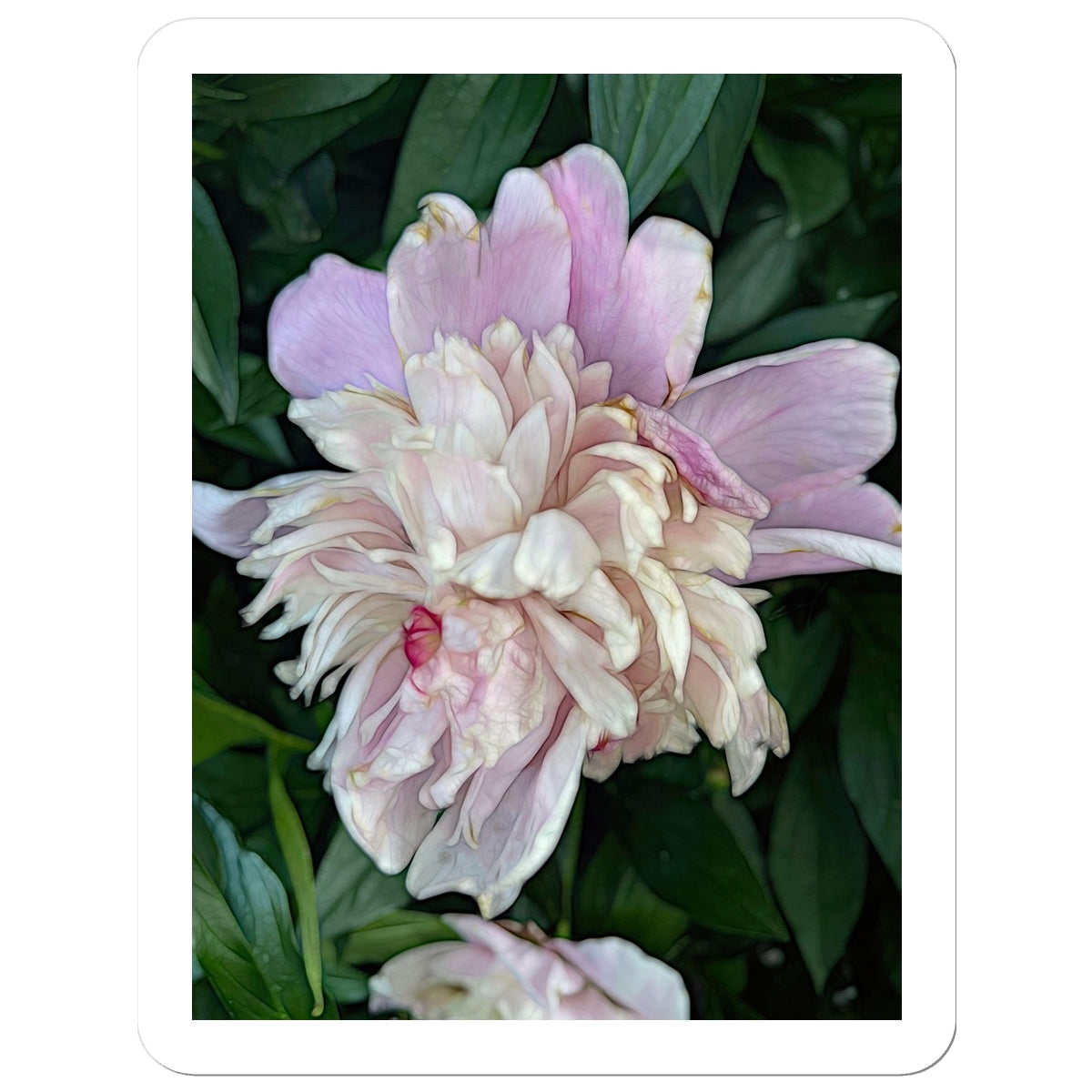 June Peony Sticker