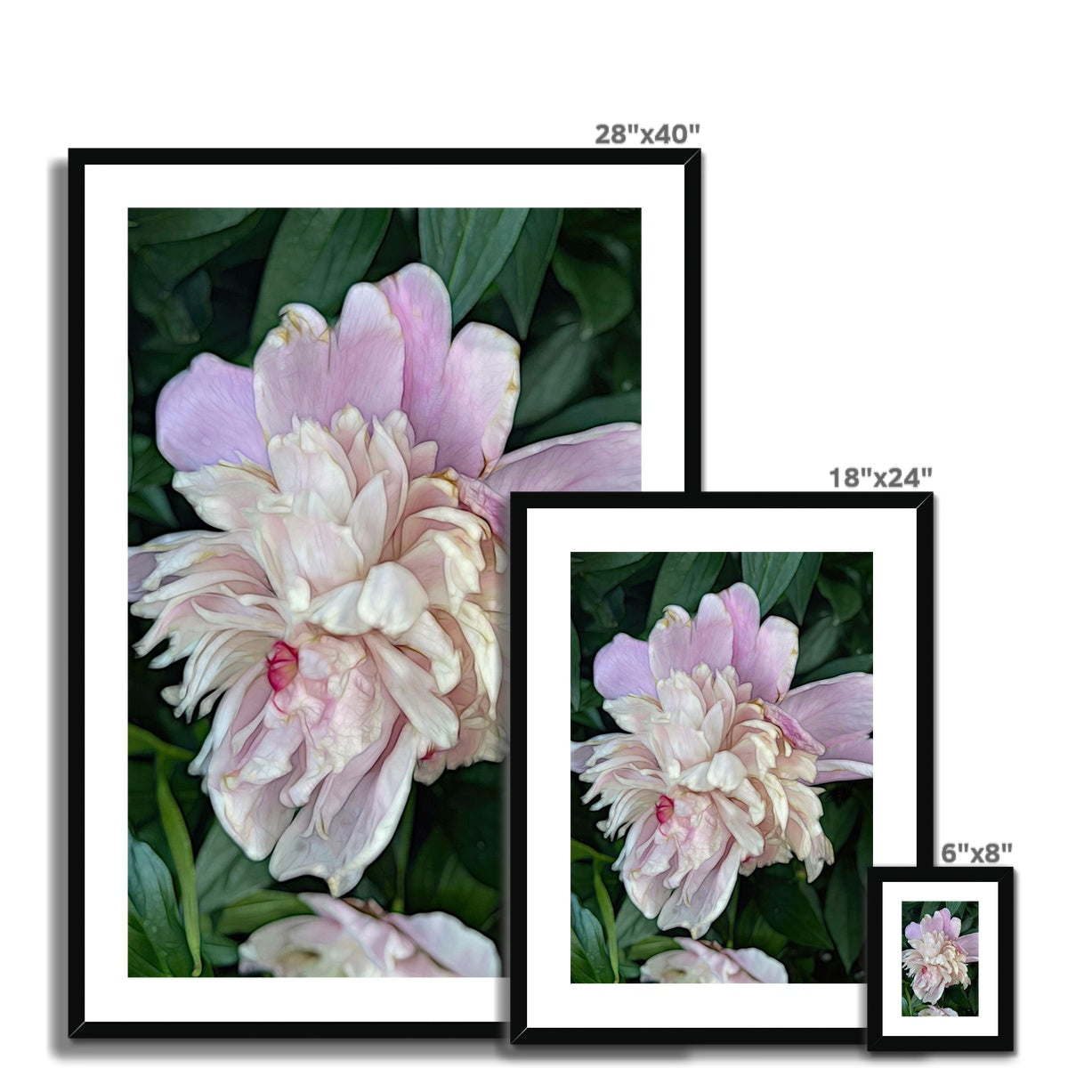 June Peony Framed & Mounted Print