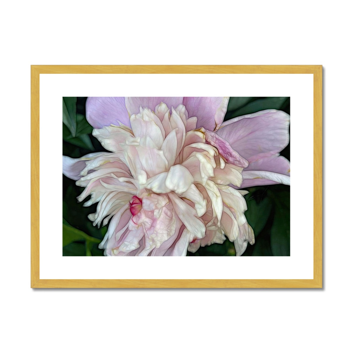 June Peony Antique Framed & Mounted Print