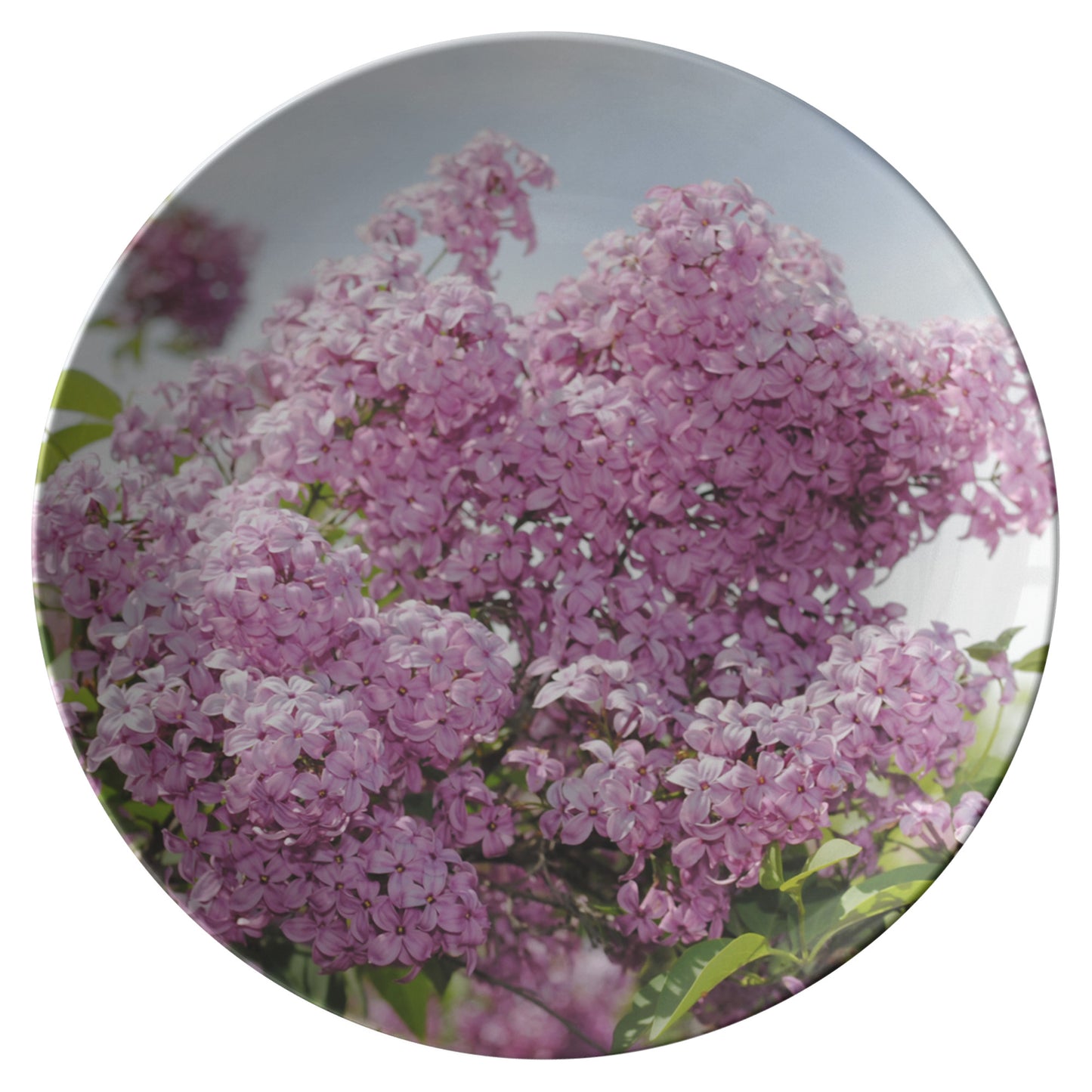 Lilacs Dinner Plate