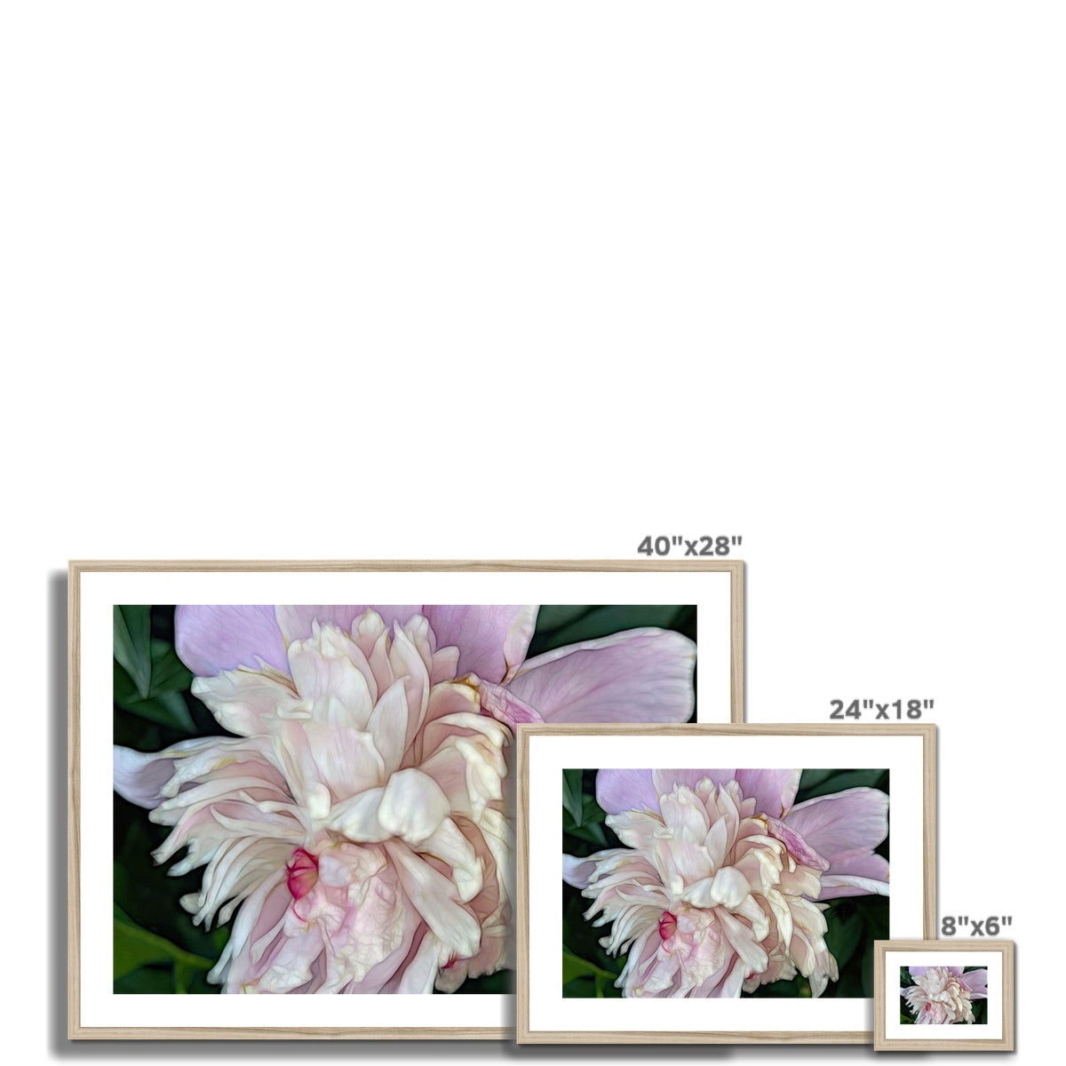 June Peony Framed & Mounted Print