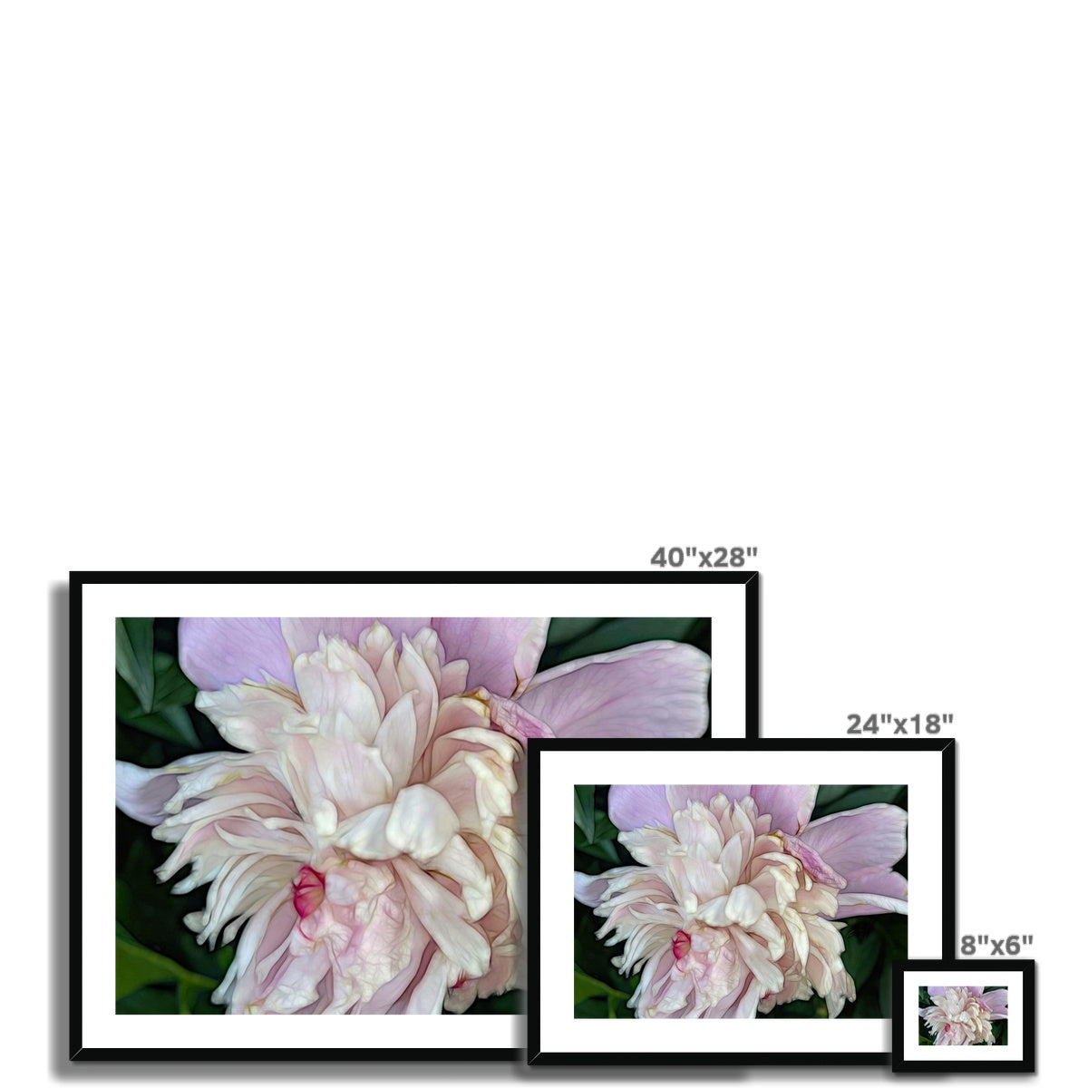 June Peony Framed & Mounted Print