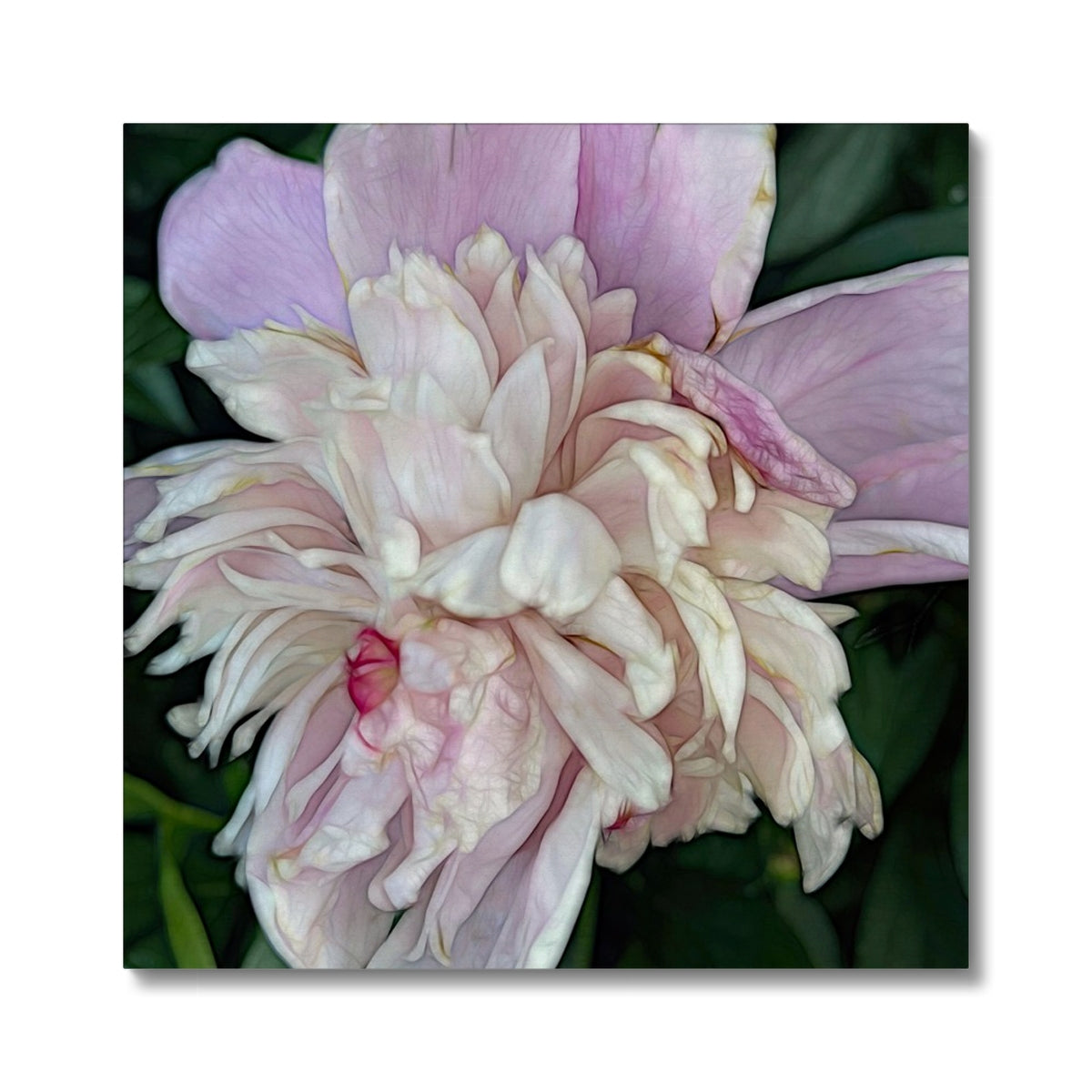 June Peony Canvas