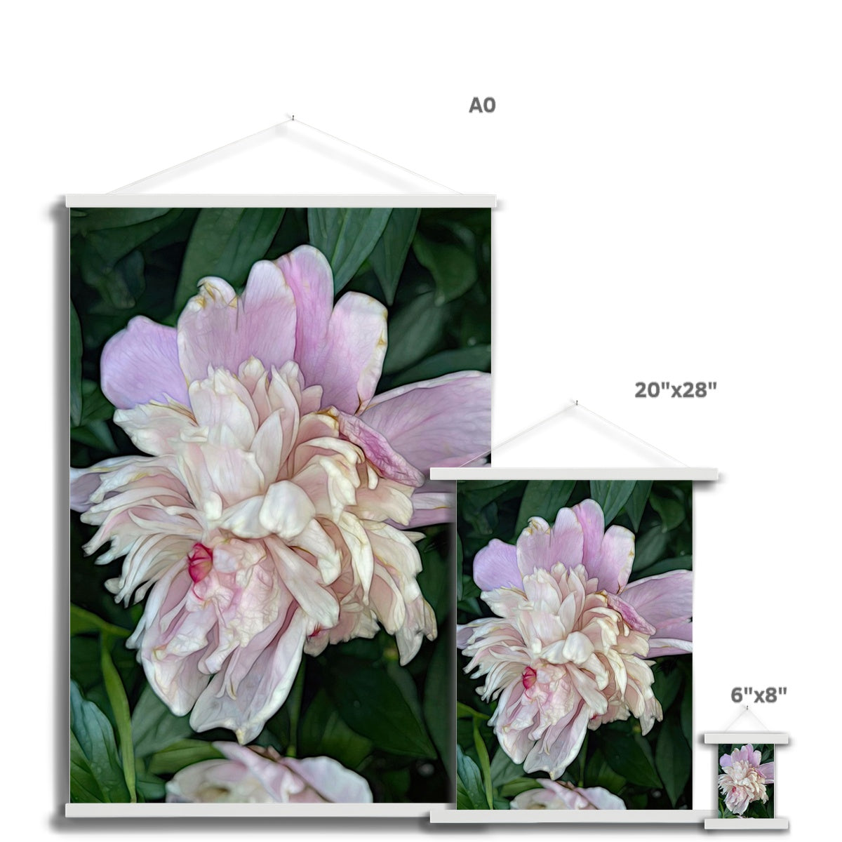 June Peony Fine Art Print with Hanger