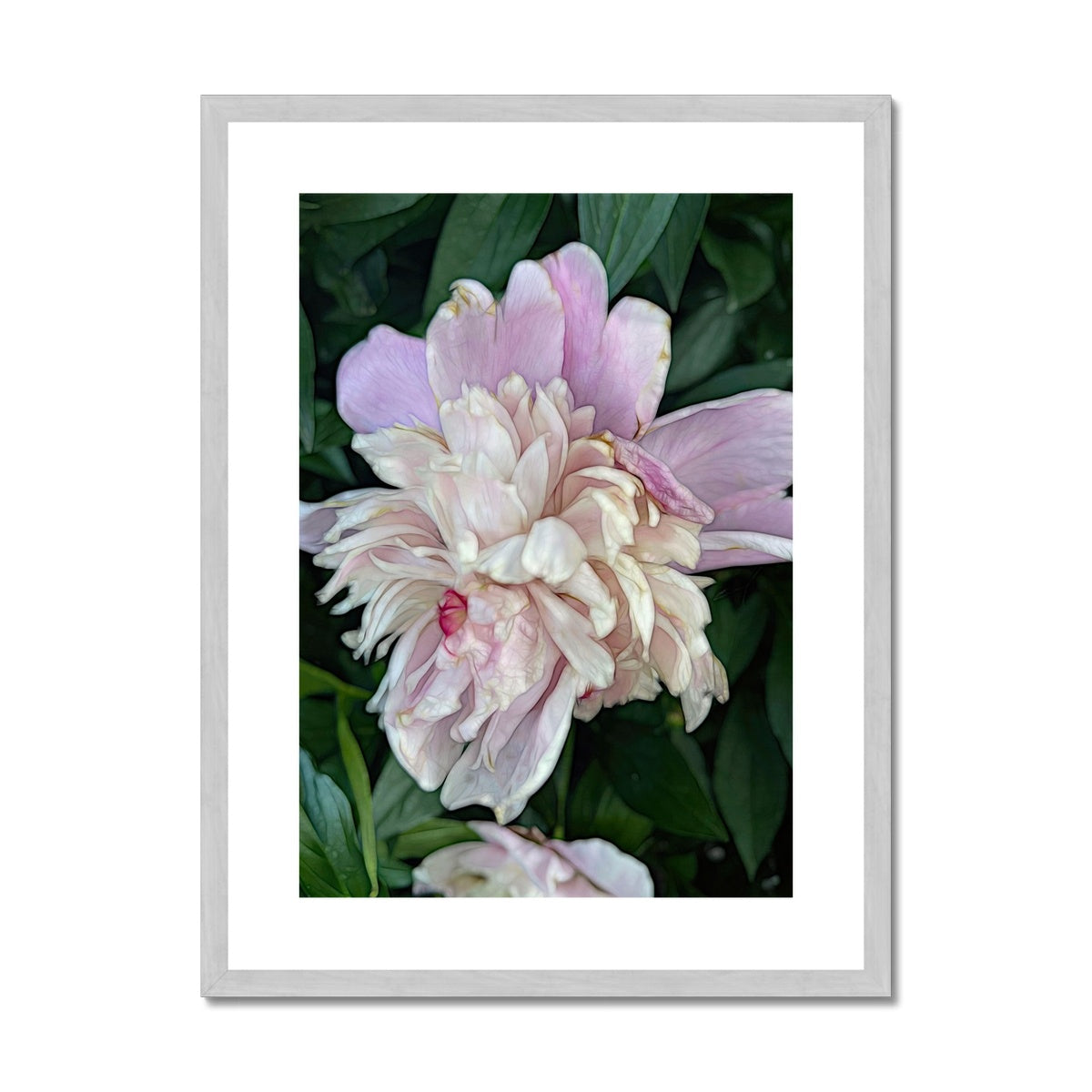 June Peony Antique Framed & Mounted Print