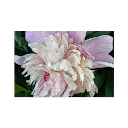 June Peony Fine Art Print