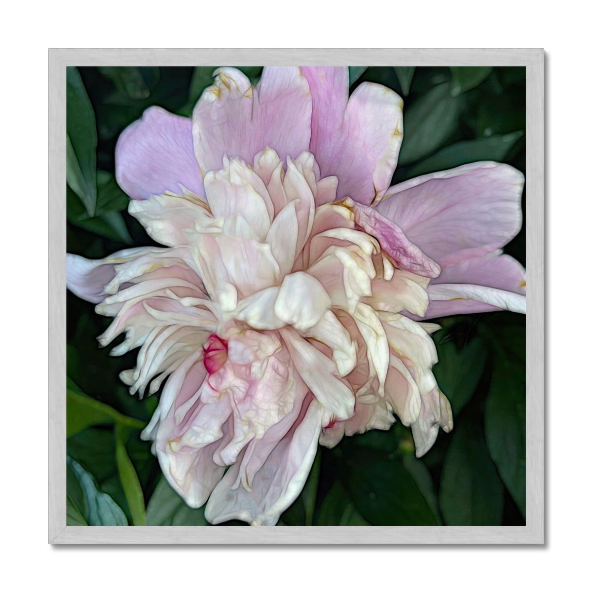 June Peony Antique Framed Print