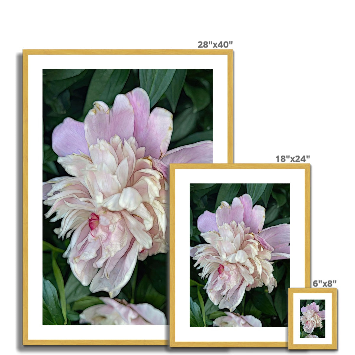 June Peony Antique Framed & Mounted Print