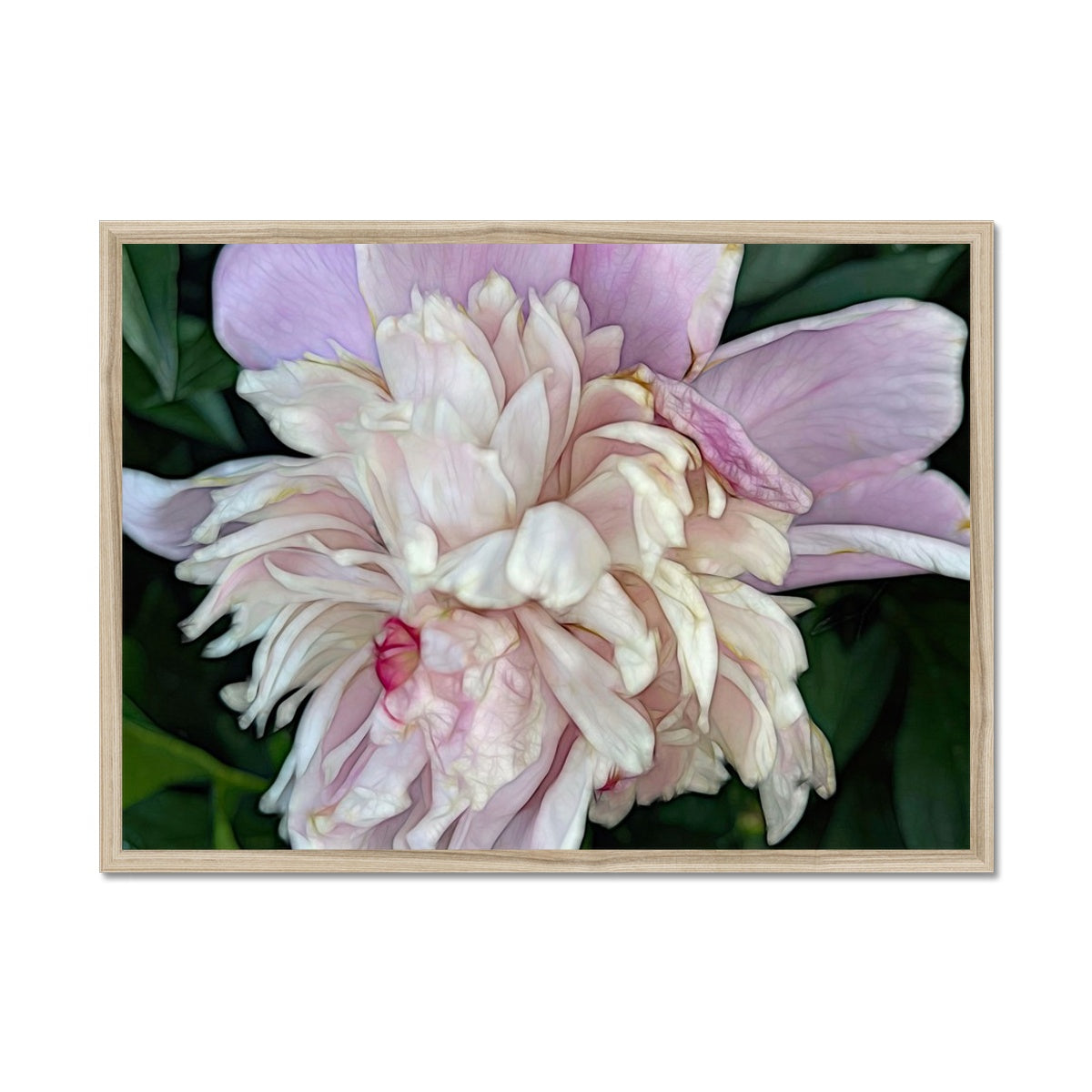 June Peony Framed Print