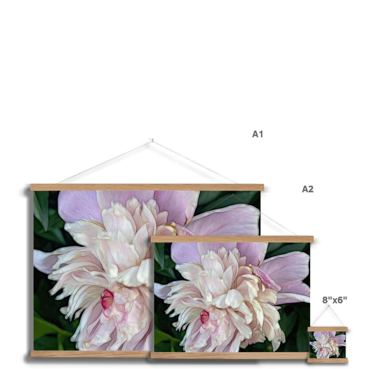 June Peony Fine Art Print with Hanger