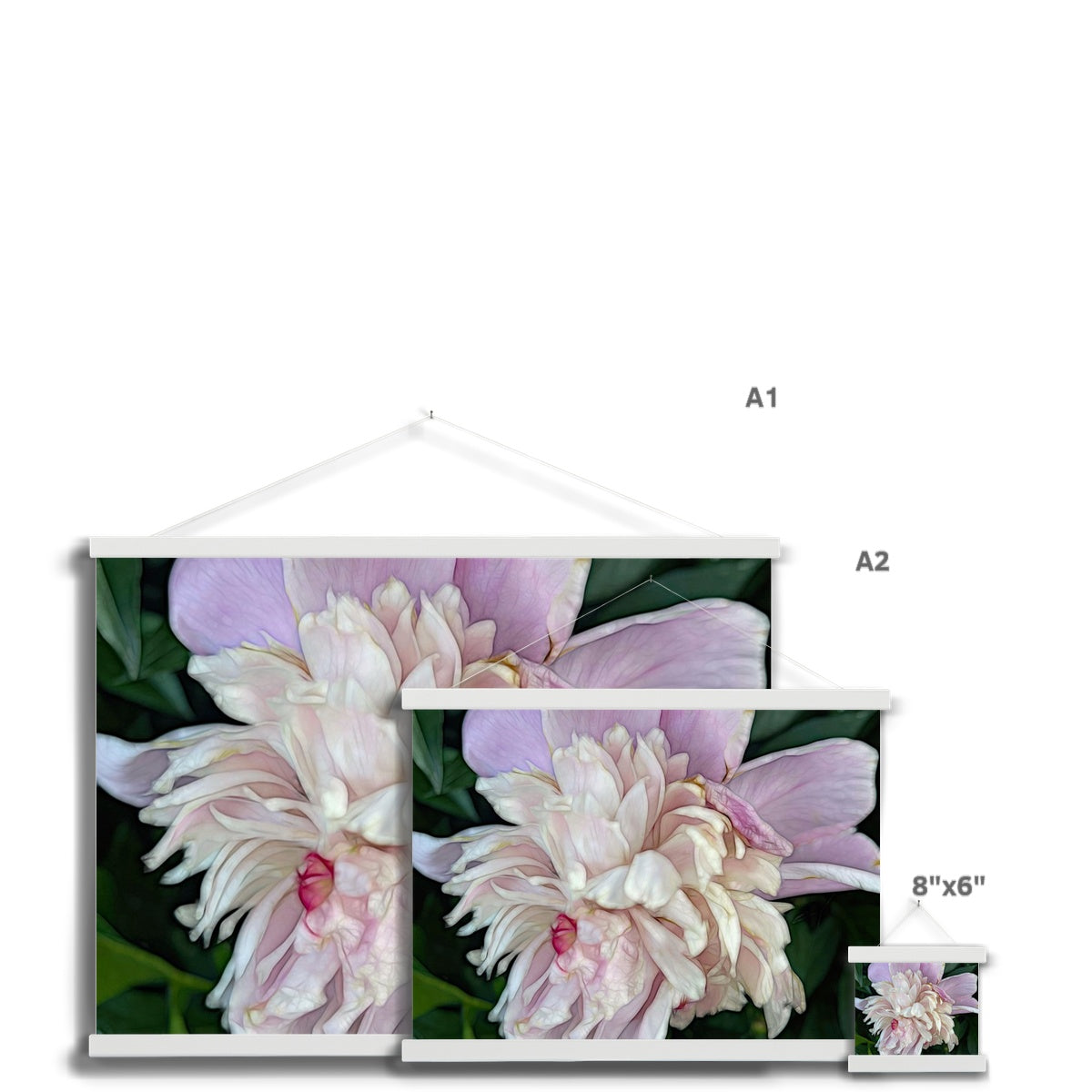 June Peony Fine Art Print with Hanger