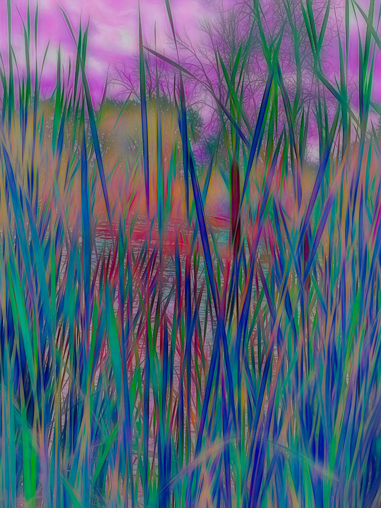 Cattails In July Digital Image Download