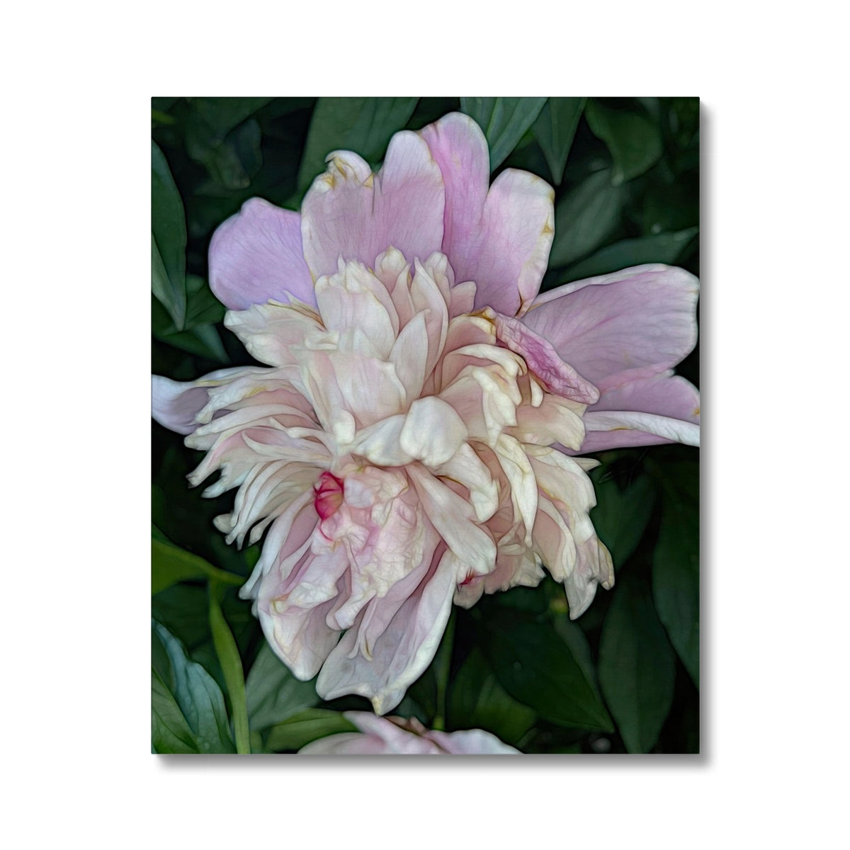 June Peony Canvas