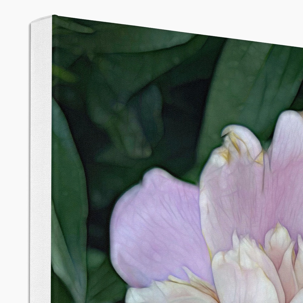 June Peony Canvas