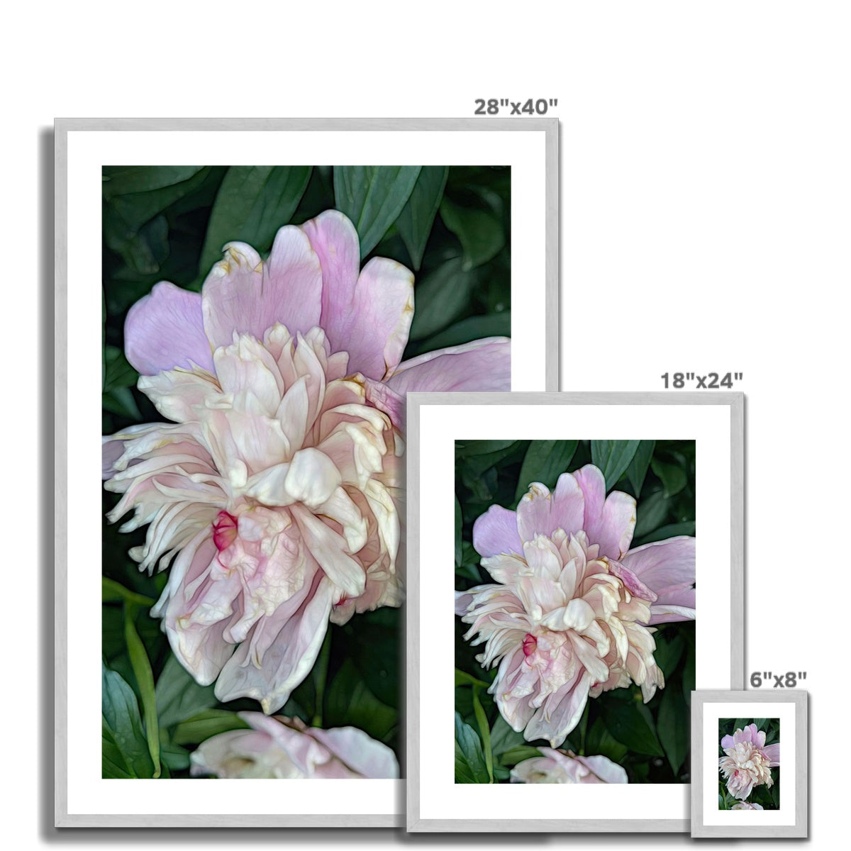 June Peony Antique Framed & Mounted Print