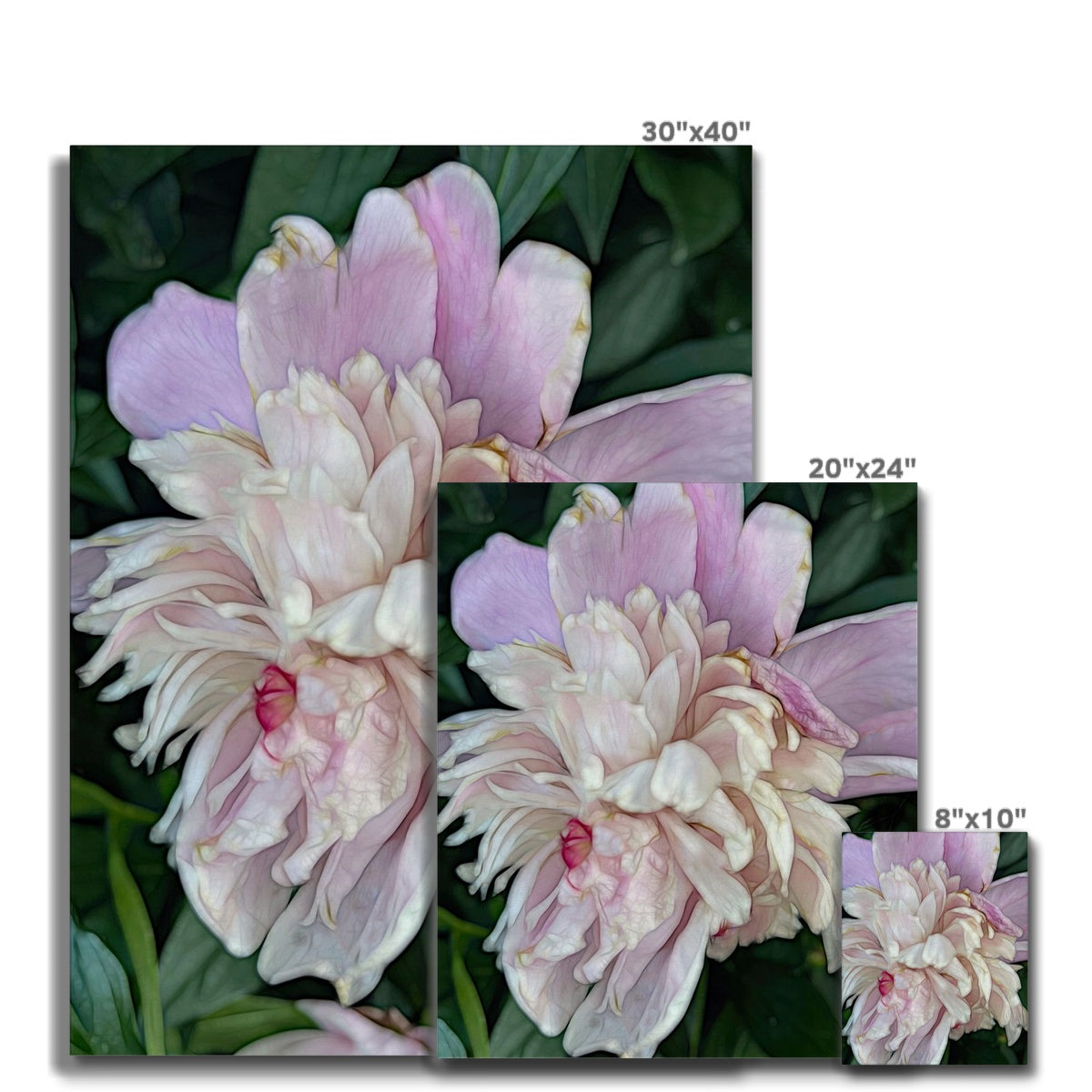 June Peony Canvas