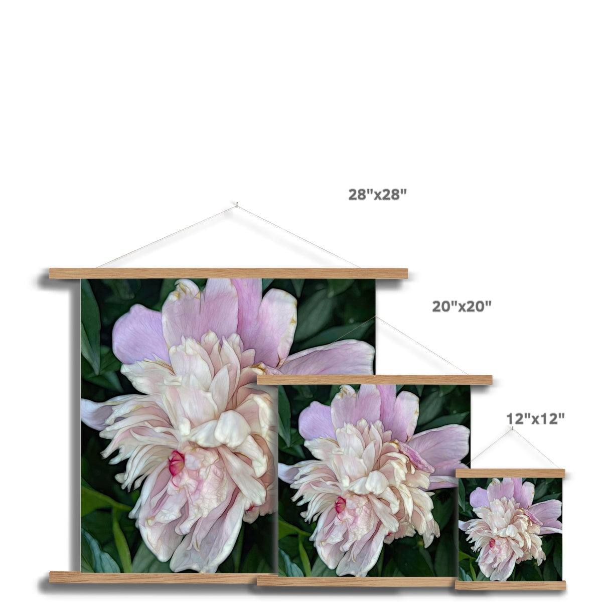 June Peony Fine Art Print with Hanger