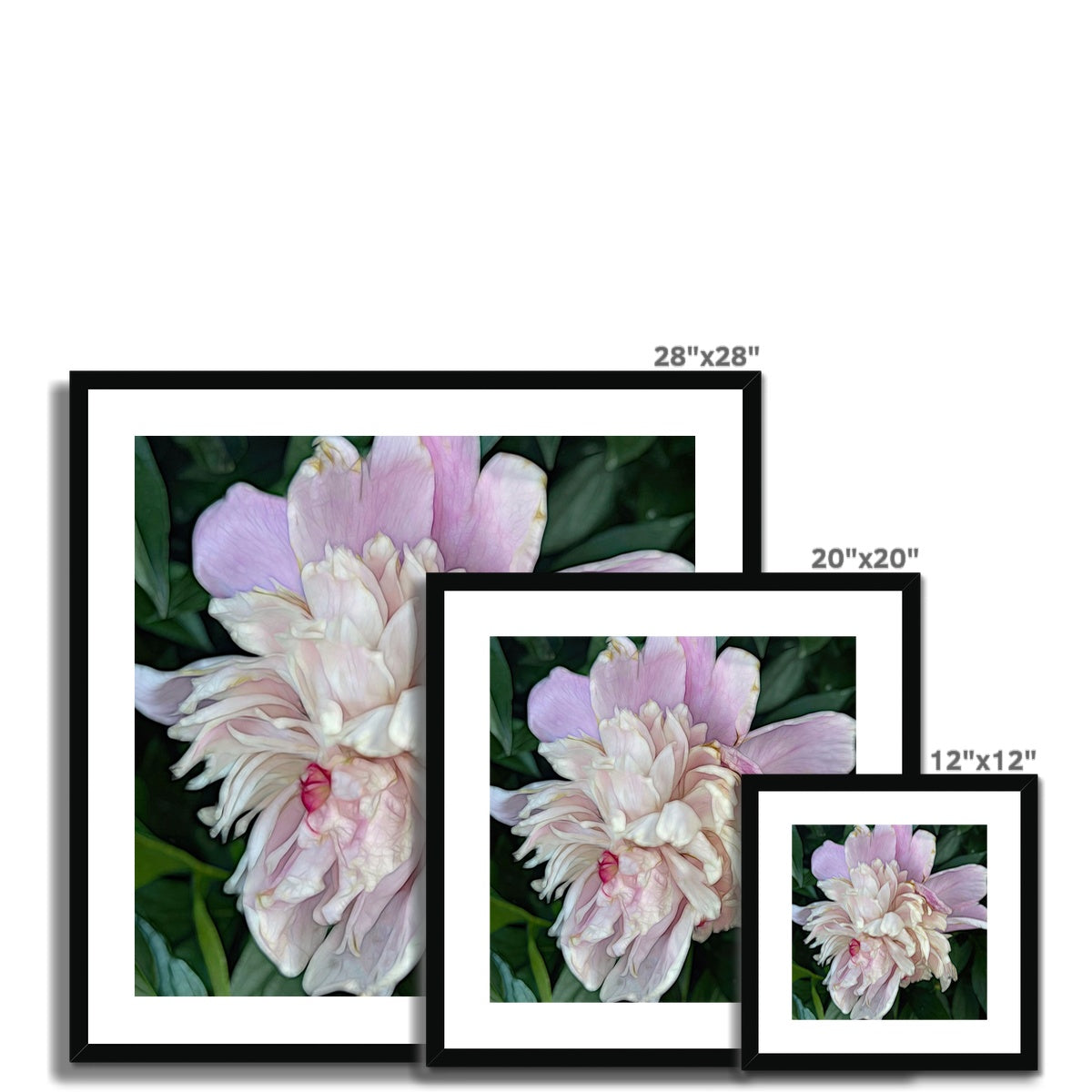 June Peony Framed & Mounted Print