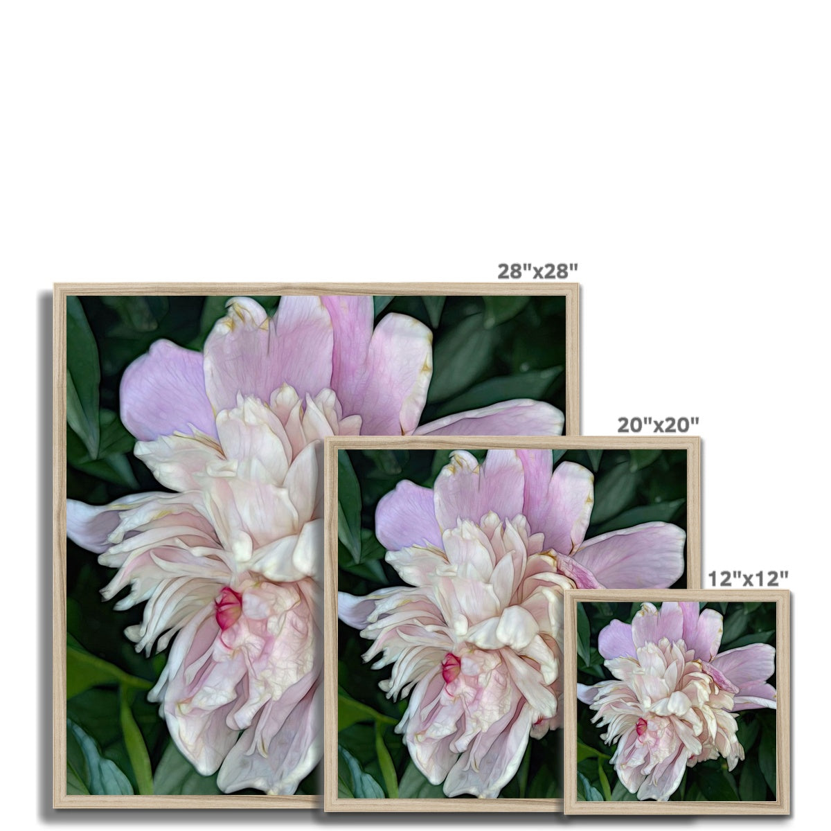 June Peony Framed Print