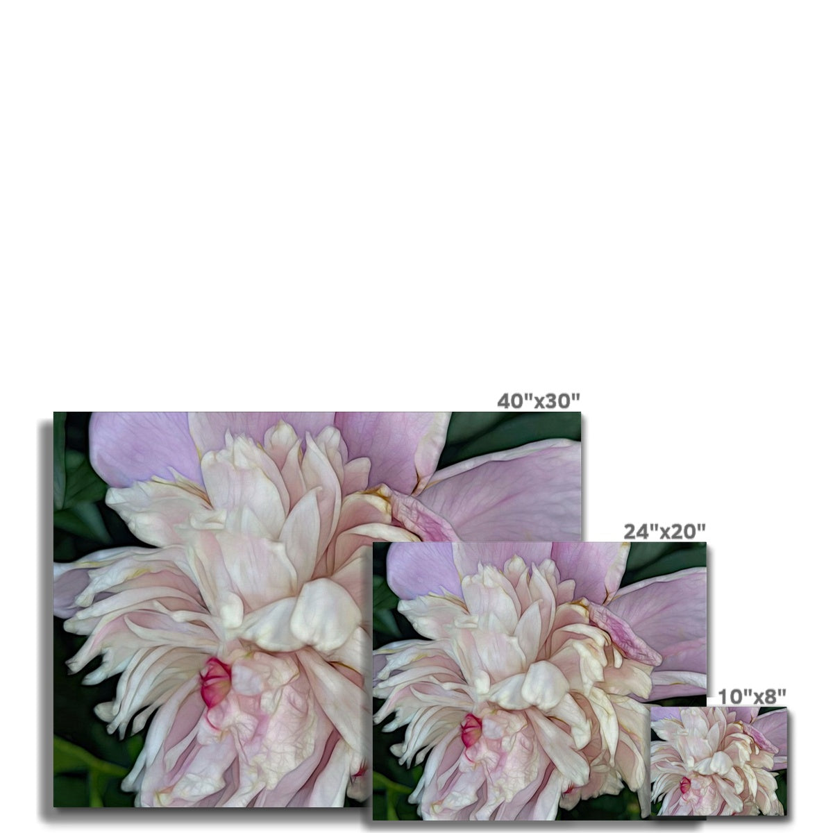 June Peony Canvas