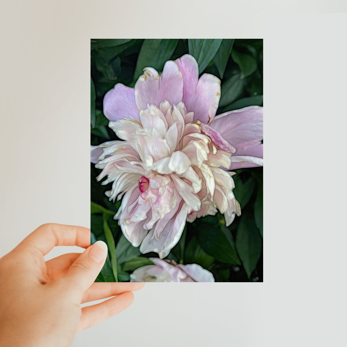 June Peony Classic Postcard