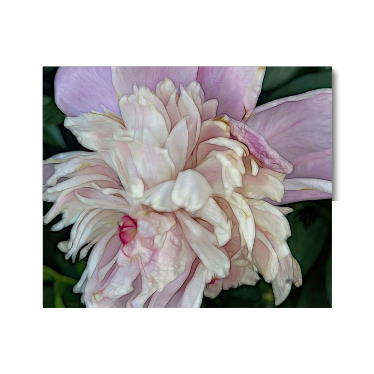 June Peony Canvas