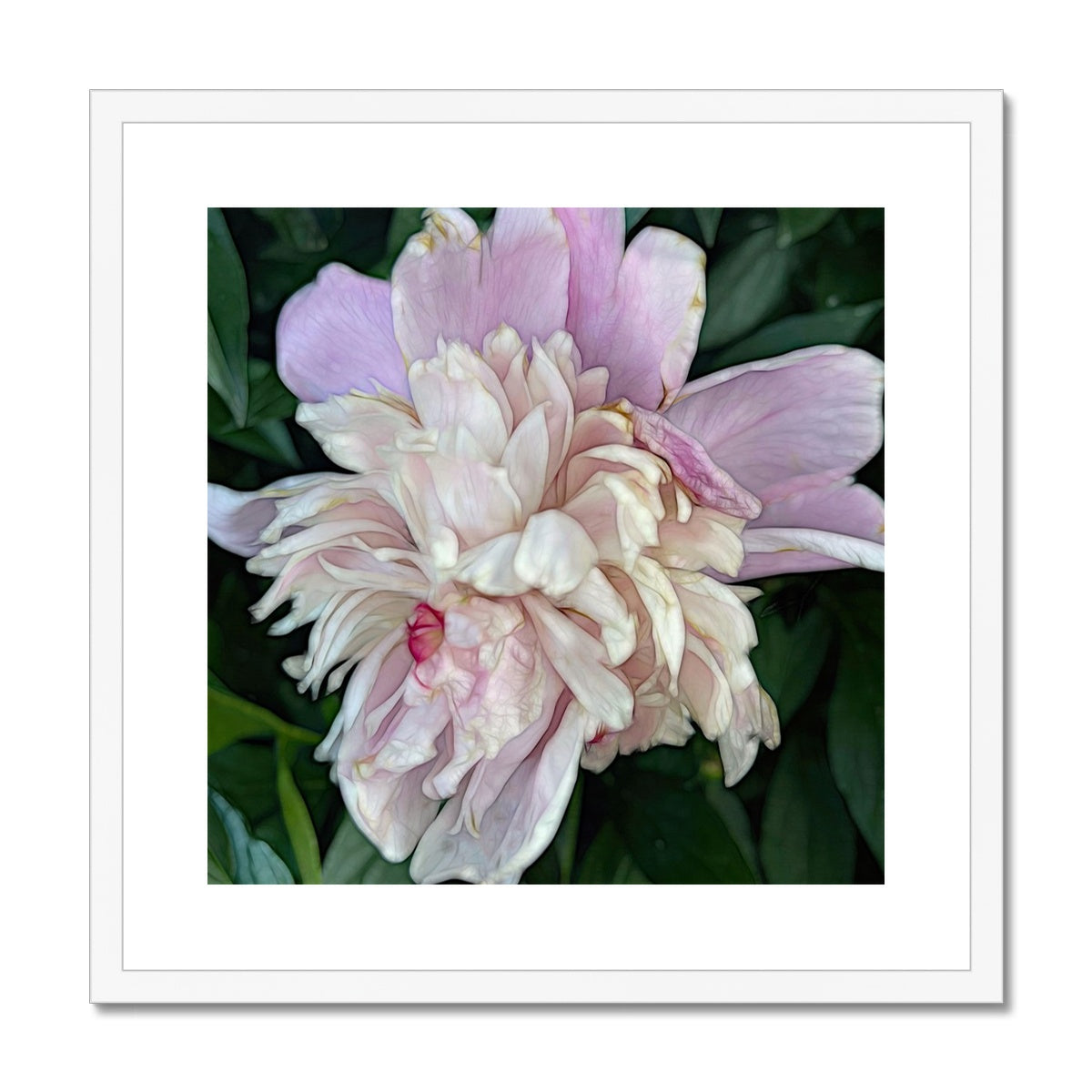 June Peony Framed & Mounted Print