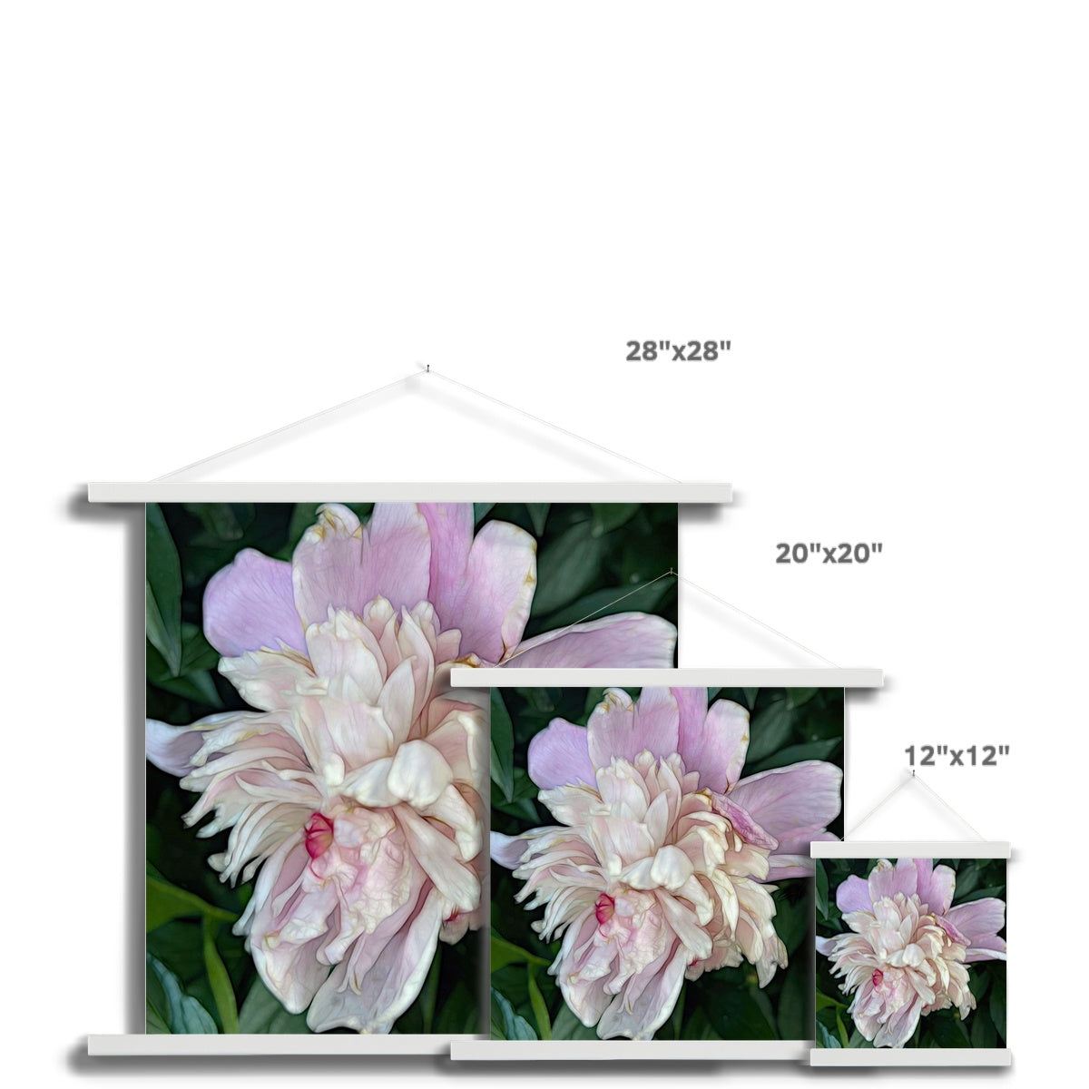 June Peony Fine Art Print with Hanger