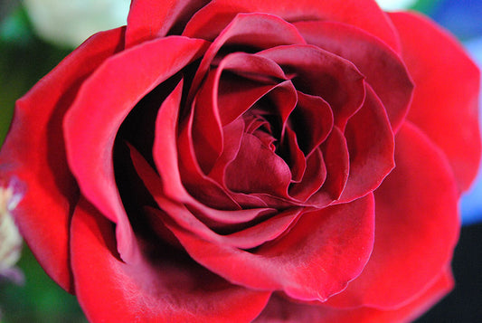 Raw Flowers 22 Digital Image Download