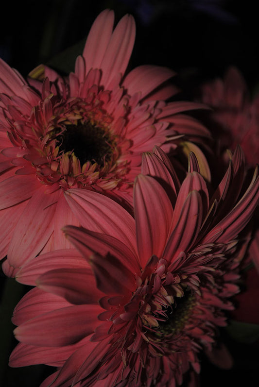 Raw Flowers 6 Digital Image Download