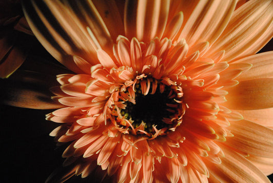 Raw Flowers 7 Digital Image Download
