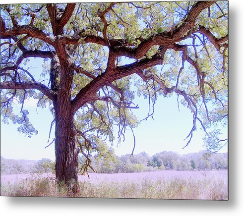 Gnarley Tree - Metal Print