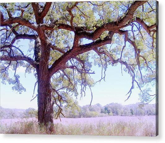 Gnarley Tree - Acrylic Print