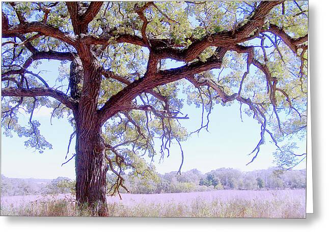 Gnarley Tree - Greeting Card