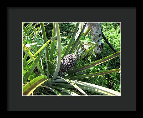 Hawaii 1 - Framed Print