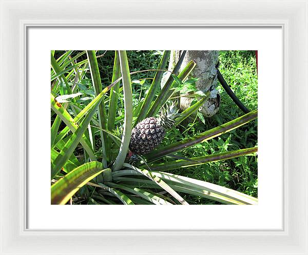 Hawaii 1 - Framed Print