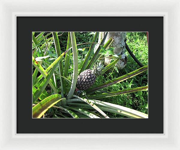 Hawaii 1 - Framed Print