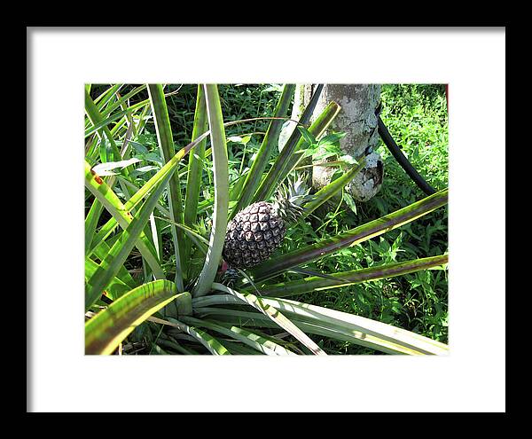 Hawaii 1 - Framed Print