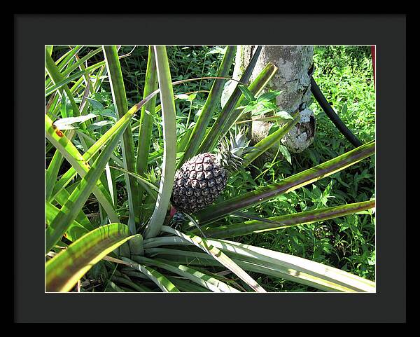 Hawaii 1 - Framed Print