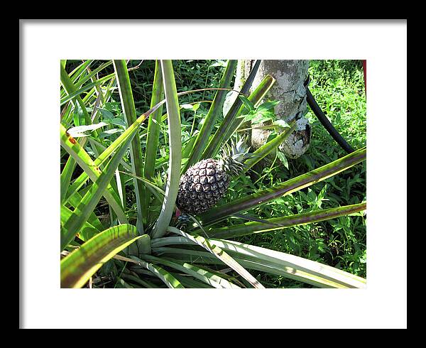 Hawaii 1 - Framed Print