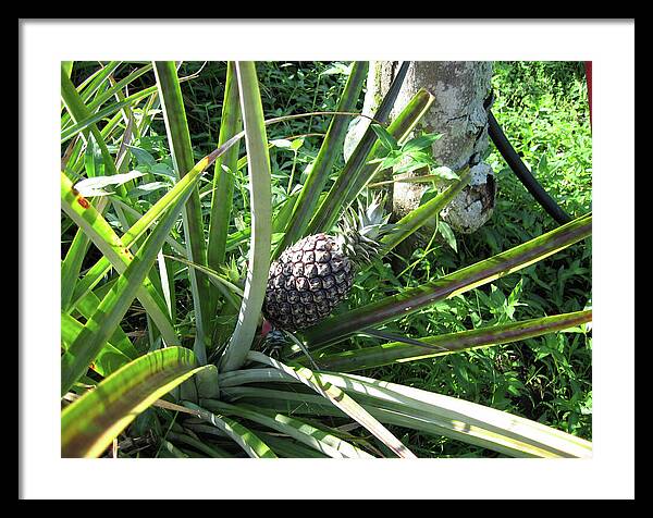 Hawaii 1 - Framed Print