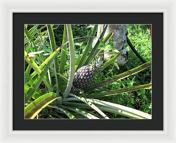 Hawaii 1 - Framed Print