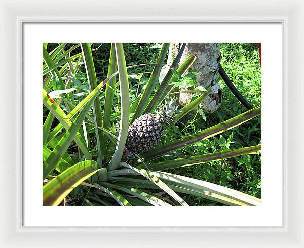 Hawaii 1 - Framed Print