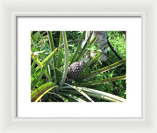 Hawaii 1 - Framed Print